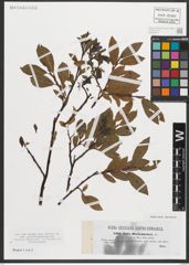 Foto von Salix mielichhoferi Saut.